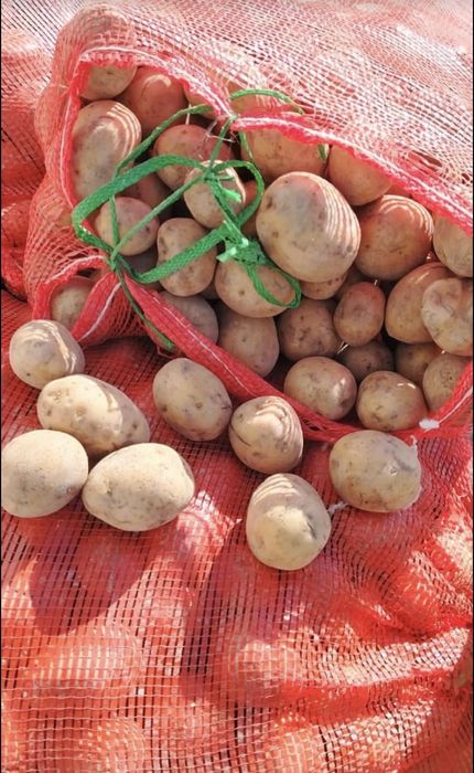 Продаю семенной картофель.