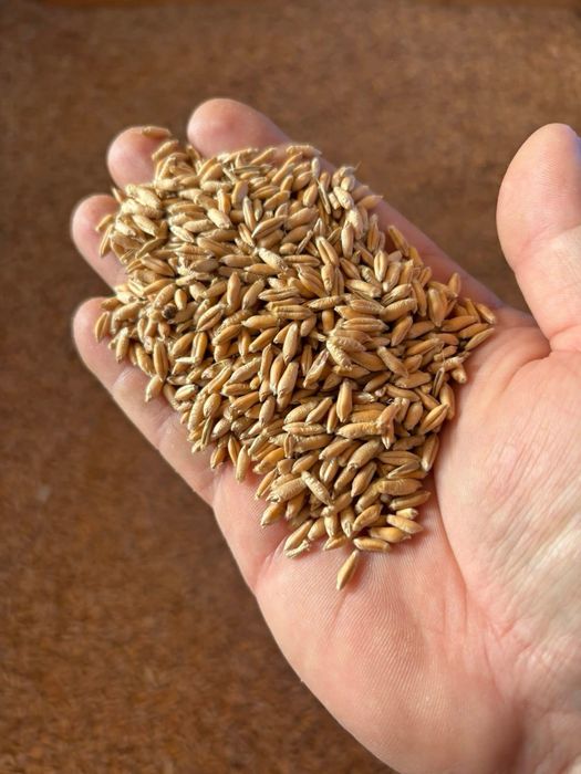 Triticale pentru furaj