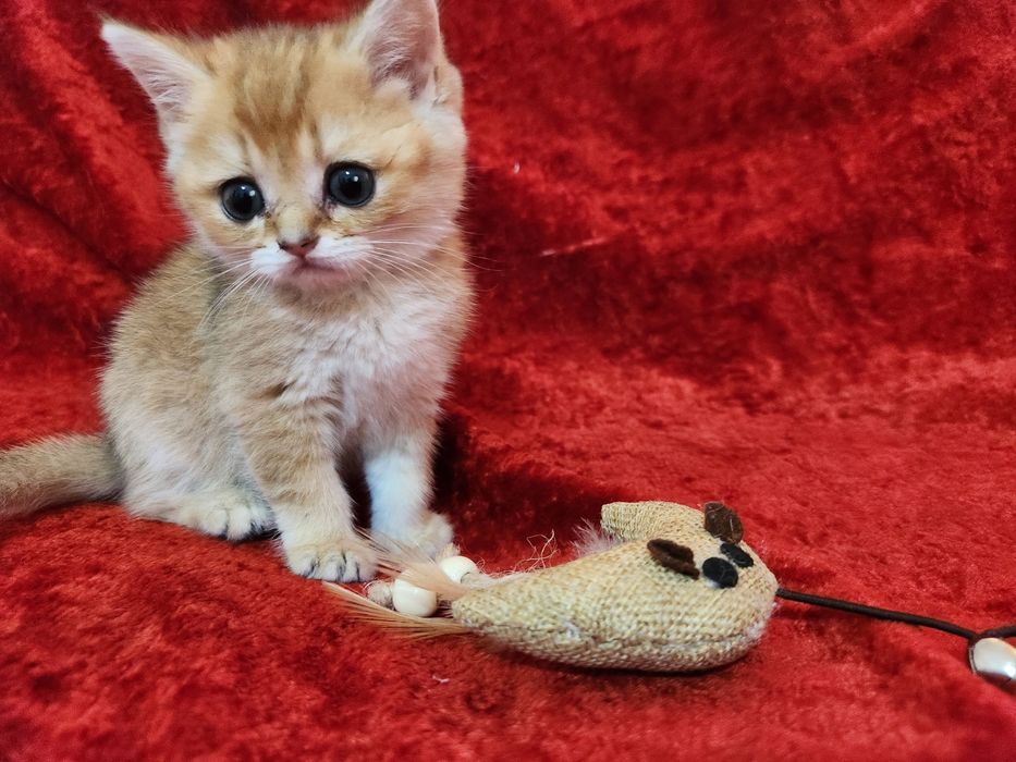 Чистокровные котята