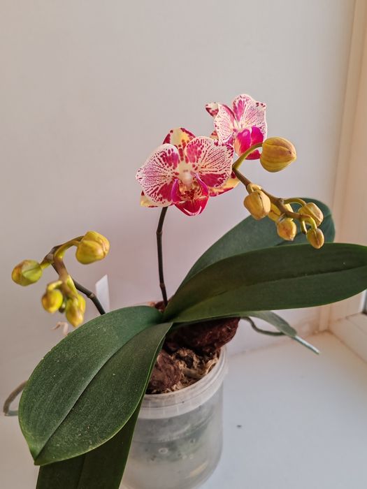 Орхидея фаленопсис
