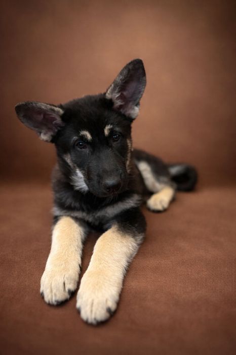 Продам щенков ВЕО с родословной