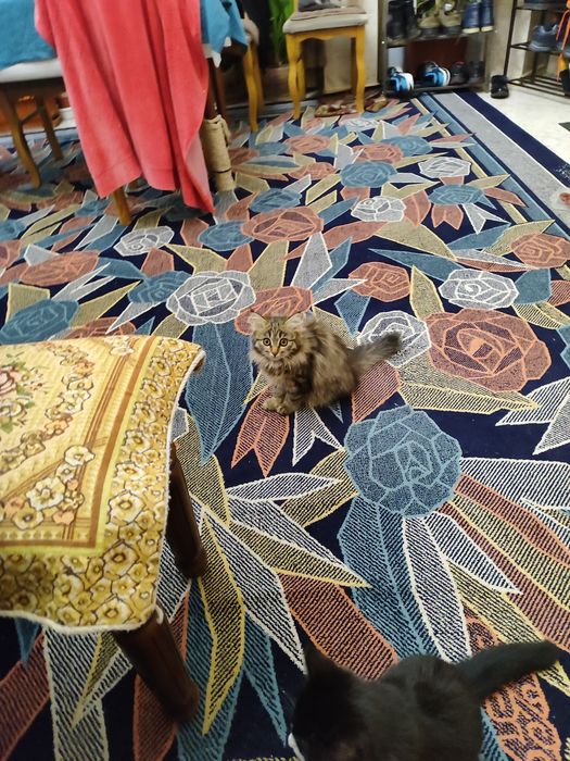 Котята  по 2 месяца. Отдадим в хорошие руки.