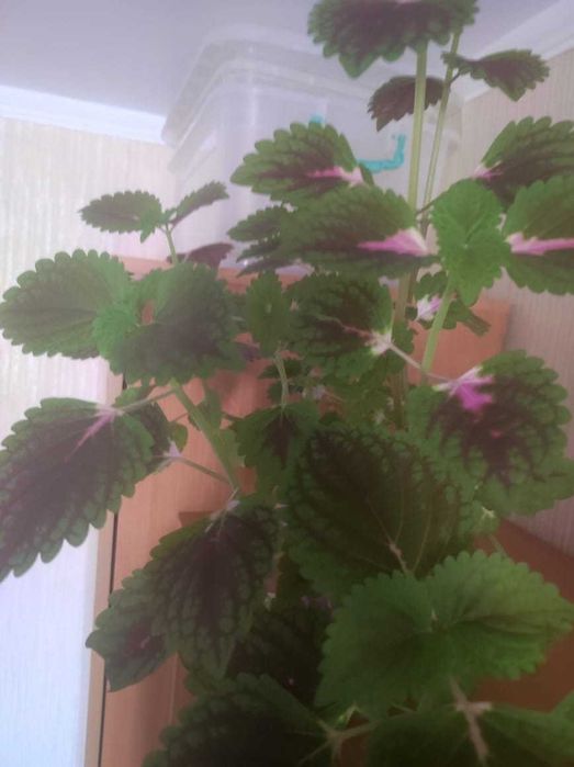 Комнатные Растения Цветы отростки, срезы не дорого