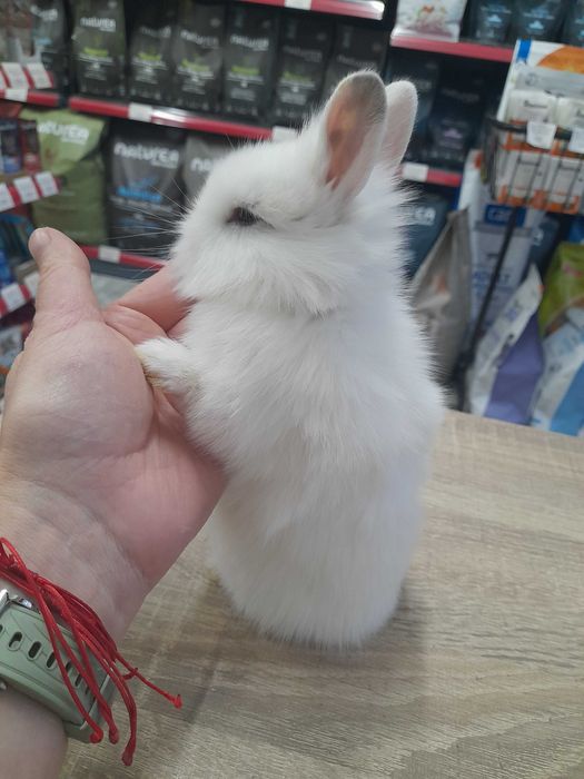 Декоративни мини зайчета