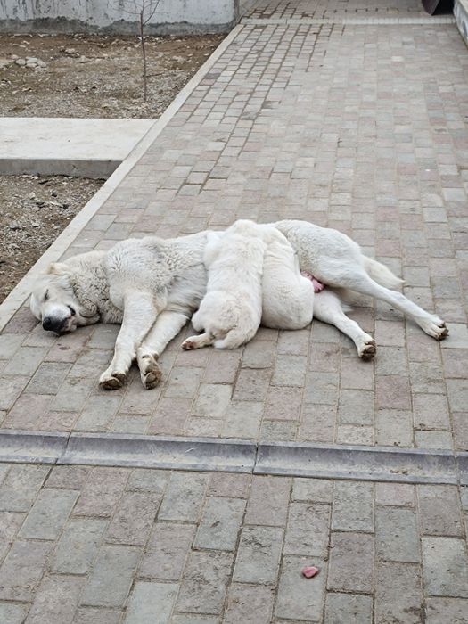 Продам щенков САО алабай