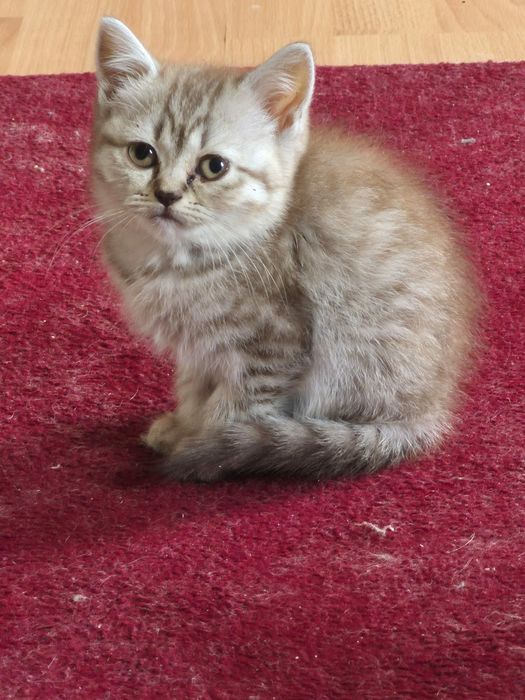 Продам красивых кошечек