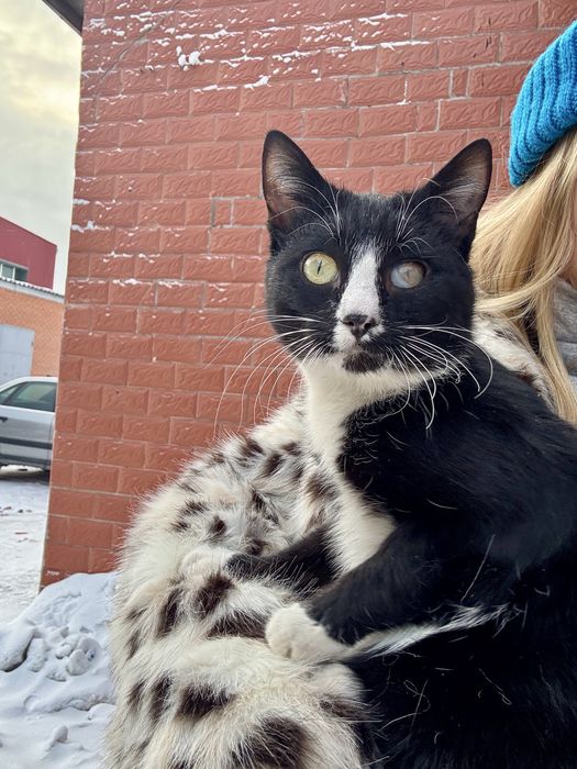 Котик ищет семью!