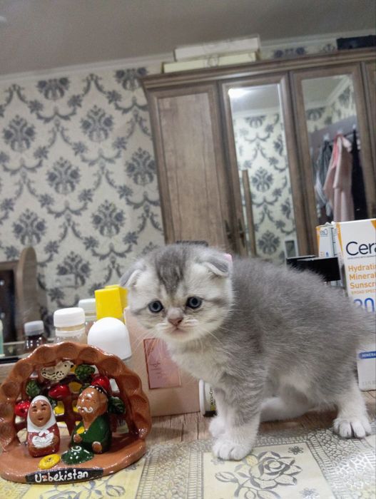 Продается котята породистые. 1,5 месячные.  Папа шеншылла. Мама скодти