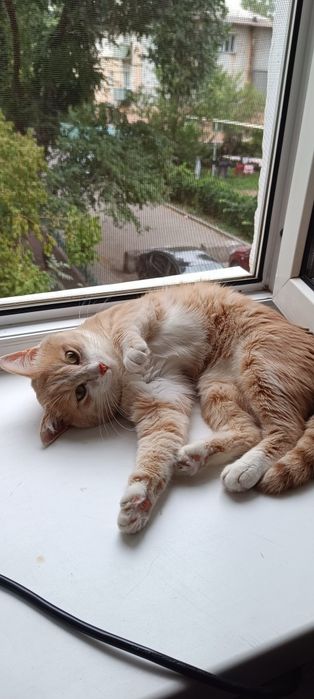 Молодой котик ищет дом