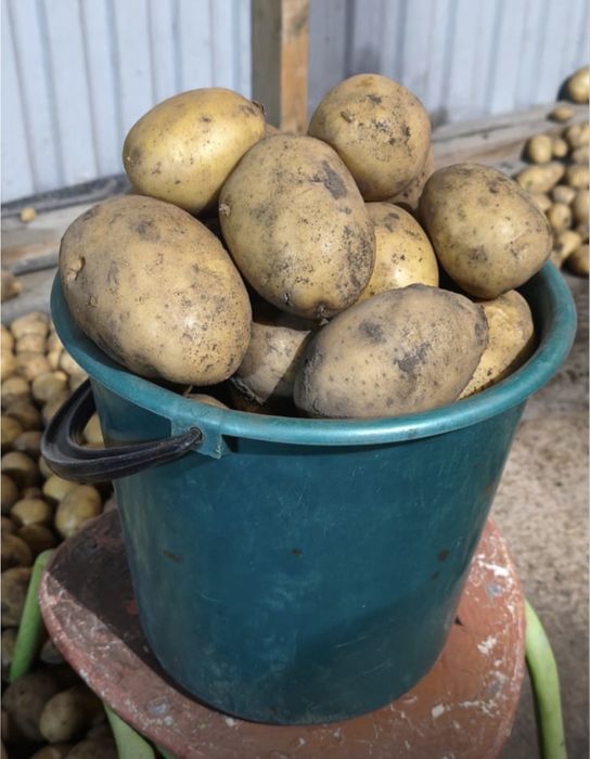 Продам картофель