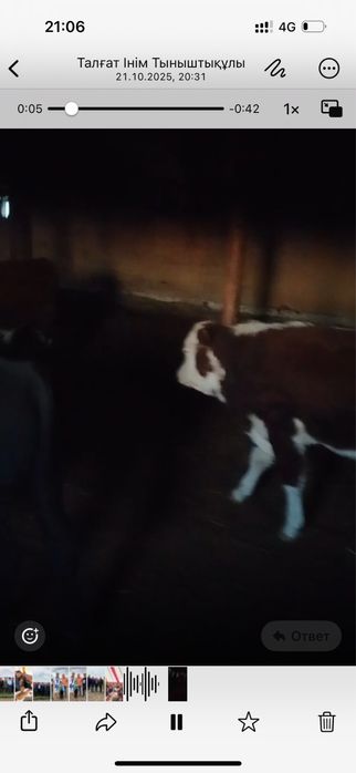 Подсос бұзаулар сатылады