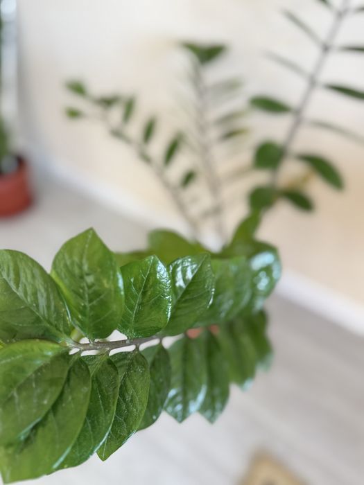 Замиокулькас