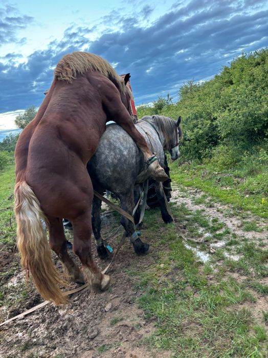 Armăsar de vânzare !