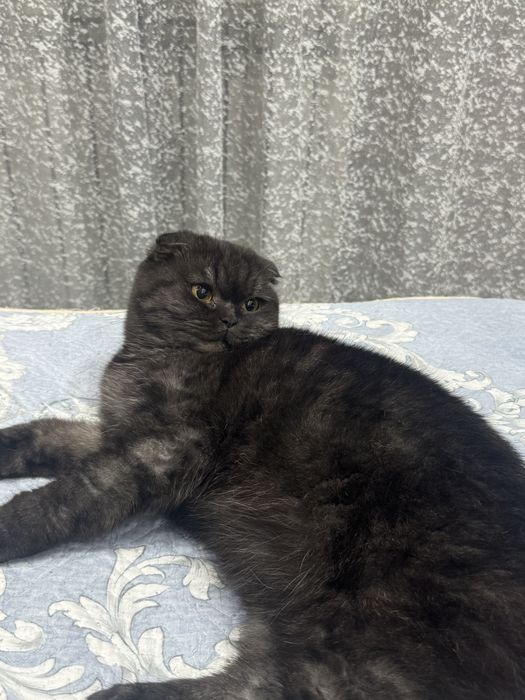 Отдам кошку шотландку