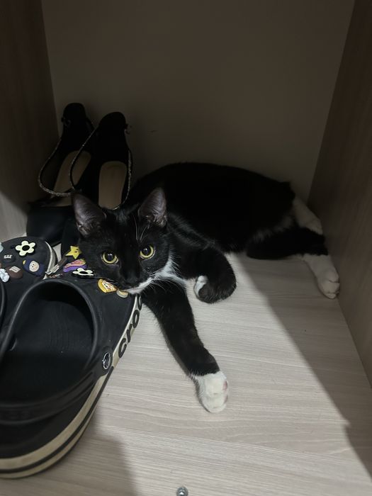 Кот на передержку