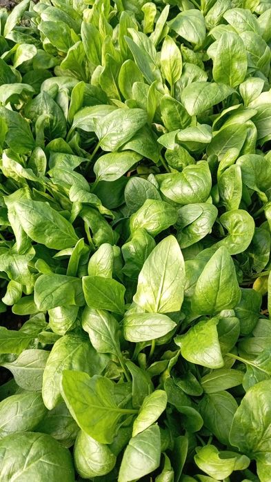 Spanac  proaspat Bio