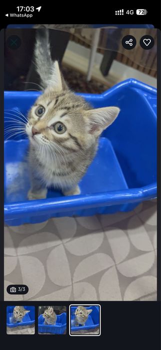 Котенка в добрые руки