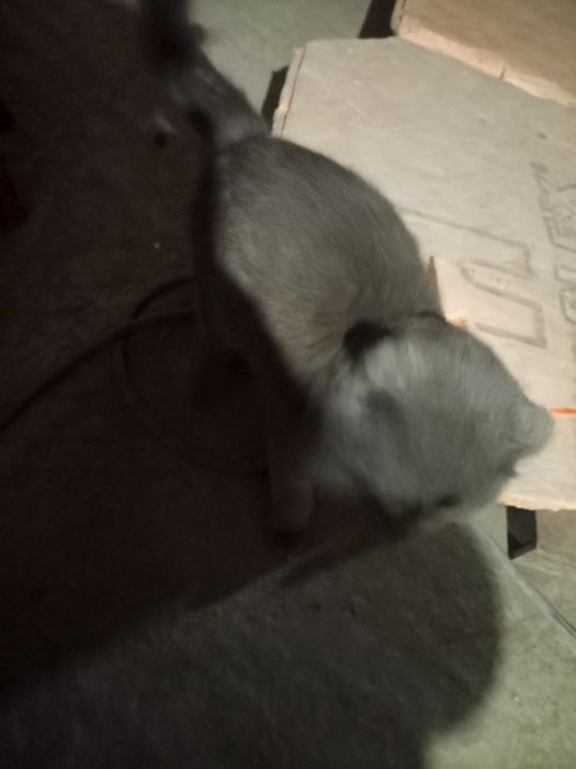 Британский кот продаётся