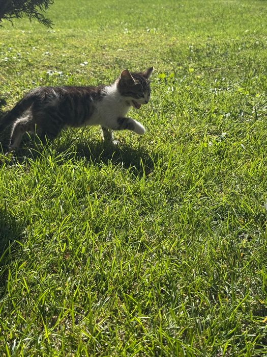 Подаряват се две котенца