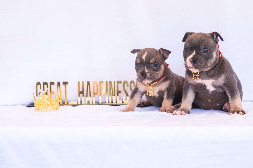 Американский булли детки