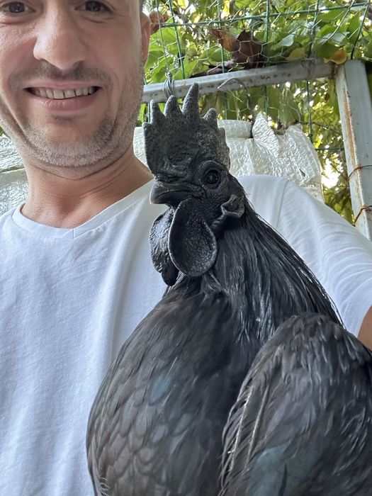 Ayam cemani, pasari complet negre. Rasa pura, oua pentru incubat