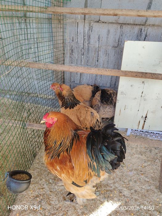 Яйцо Палевый Брамы Инкубационные..