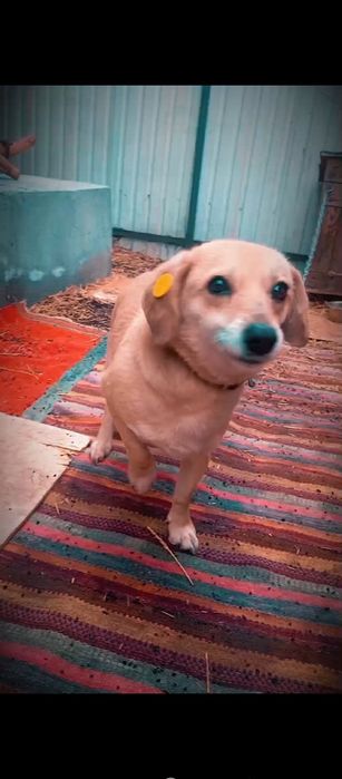 Собаки приученные к цепи