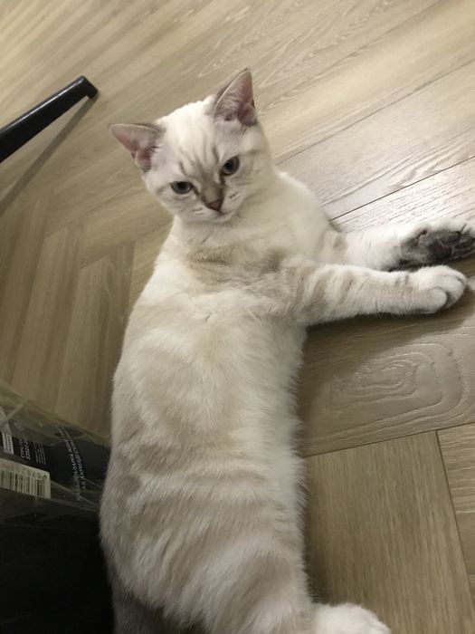 Продается котика скоттиш фолд