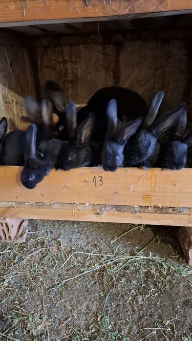 Iepuri urias german negru gri fier si cincila