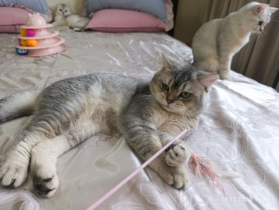 Vyazkaga ( juftlash uchun) zotli mushuklar