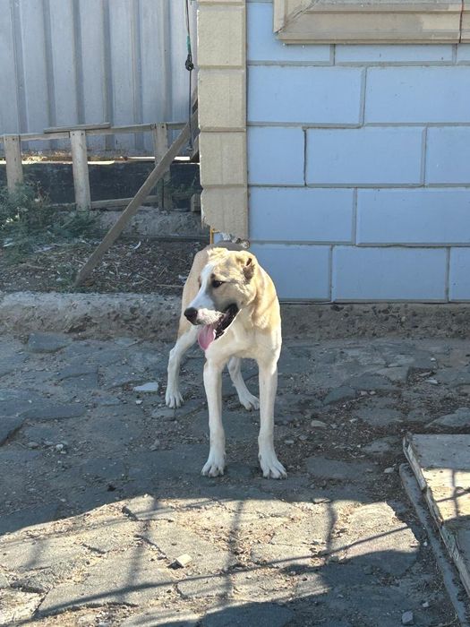 Продаётся САО. .