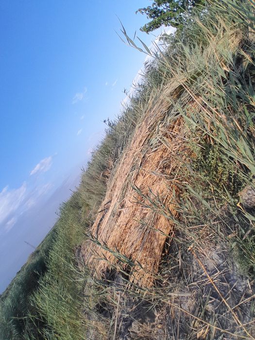 Qamish sotiladi narxini kelishamiz nechta olishizga qarab bòyi 3.5m