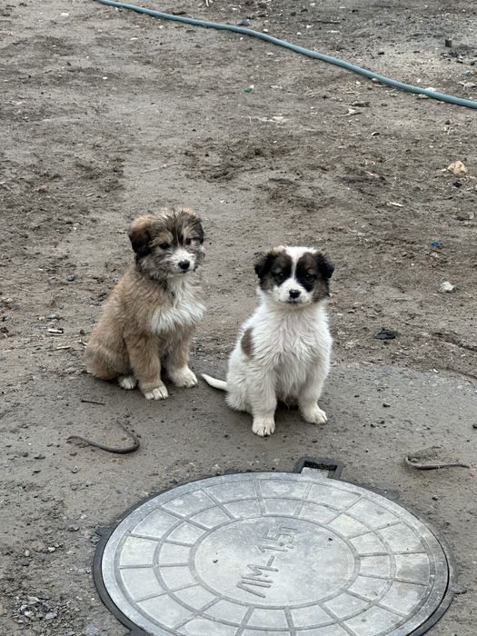 Күшіктер бар бесплатно