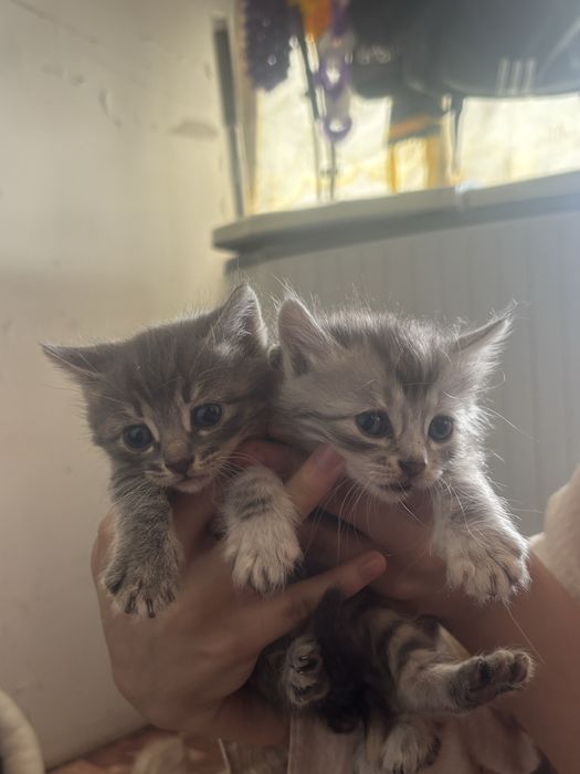 Котики маленкие даром