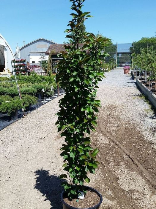 Колоновидные плодовые деревья