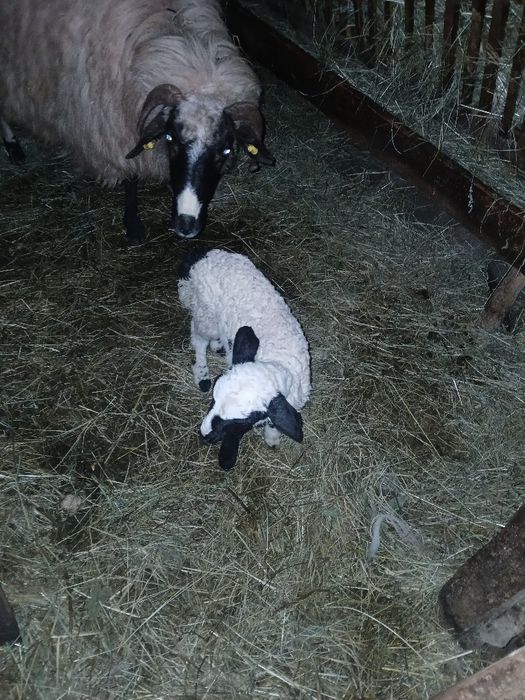 Vând berbecuț breaz