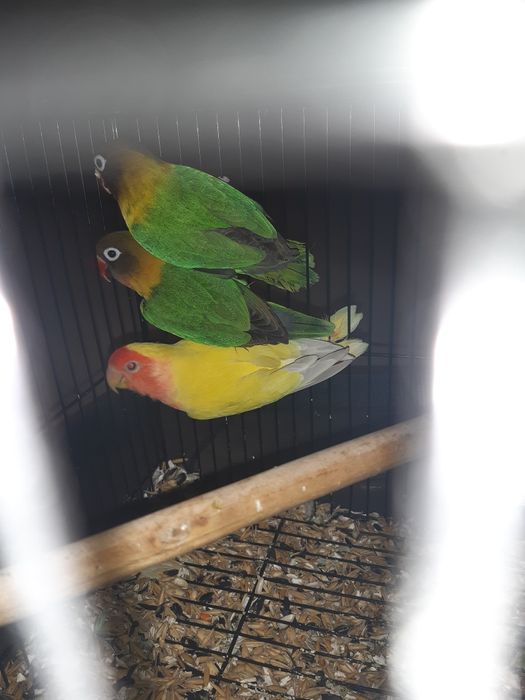 Папугай Неразлучка