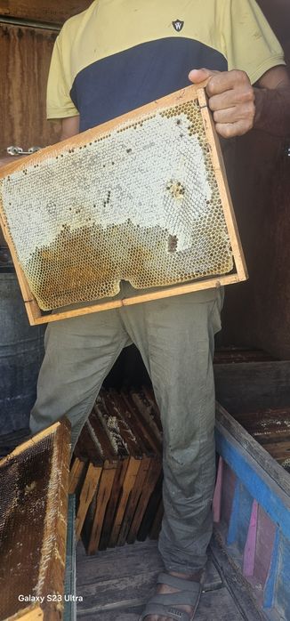 Toza tabiy asal tog' Paxta