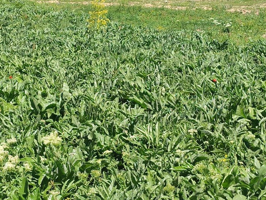 Ko'histon uljon kovrak urug'i