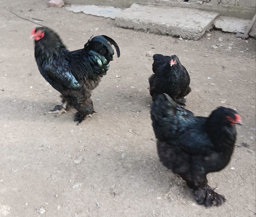 Oua gaini Brahma Negru/Sussex