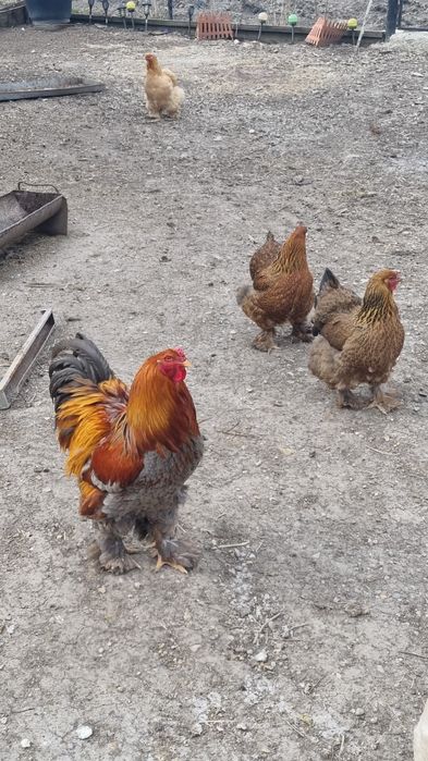 Ouă de la găini  Brahma pentru incubat