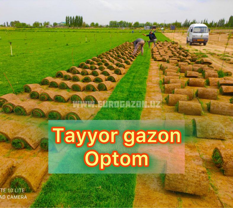 Таййор газон екиш тошкент | Газон в Ташкенте