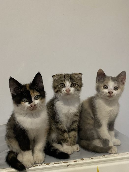 Котята отдам в добрые рук
