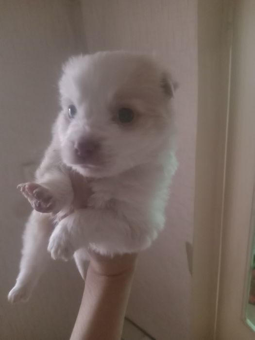 It bolasi hadya qilaman non yeydi tishi chiqqan