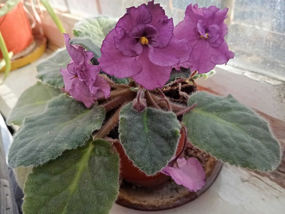 Продаю  фиалку 1-шт.махровую.цена 35т.
сортовая цена  33,5т