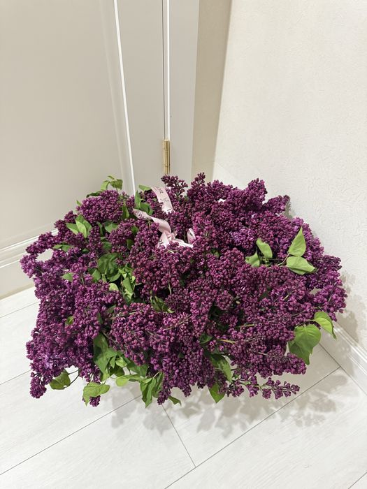 Сирень цветы 50 штук