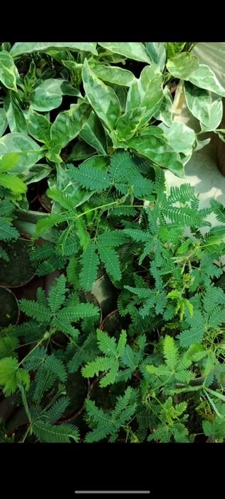 Комнатные цветы, растение, honaki gullar, gul