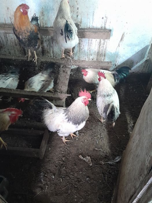 Продам петрушкой молодых