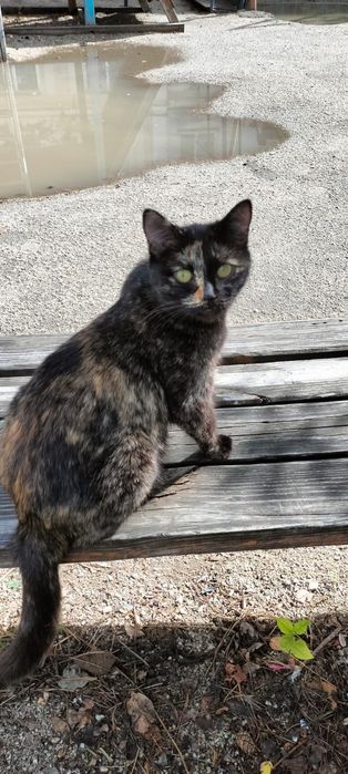 Отдаем ката в добрые руки  улечьная