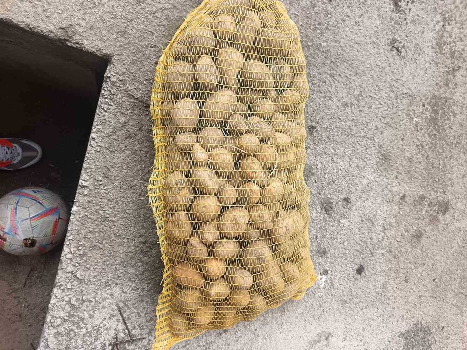 Продавам едър картоф Сорая 0.40 цента . Семе Сорая 0.20 цента